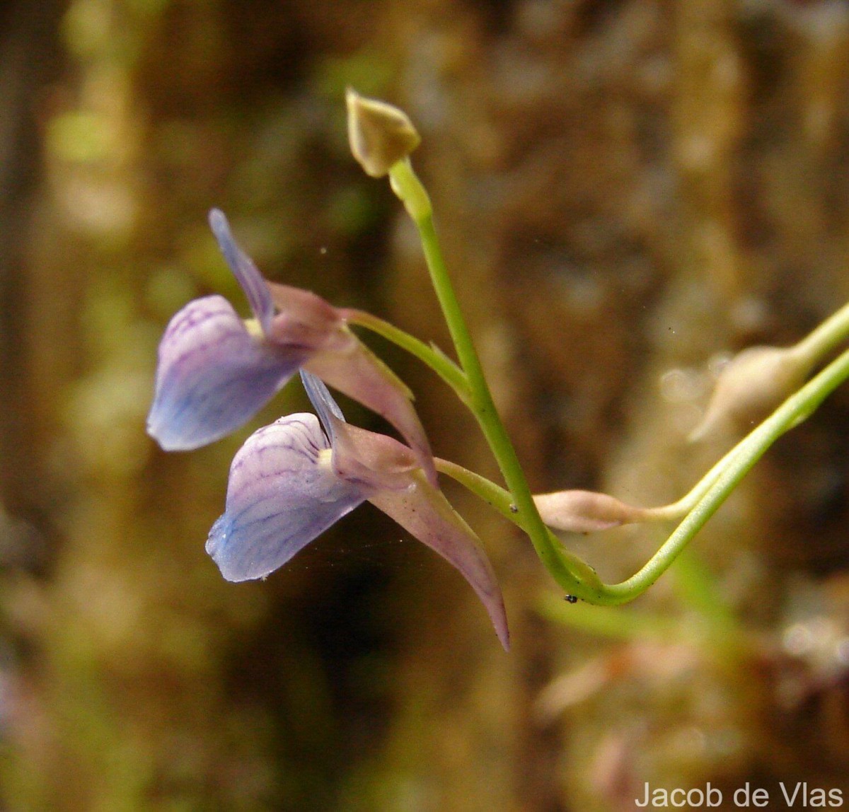 Utricularia graminifolia Vahl